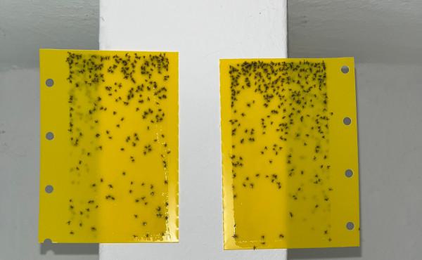 Original photo of the flies